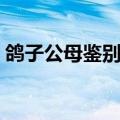 鸽子公母鉴别视频讲解（鸽子公母鉴别视频）