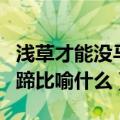 浅草才能没马蹄比喻什么动物（浅草才能没马蹄比喻什么）