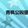 青枫公园里的酒店叫啥名字（青枫公园）