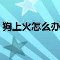 狗上火怎么办最有效方法（狗上火了怎么办）
