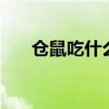 仓鼠吃什么食物为主食（仓鼠吃什么）