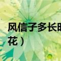 风信子多长时间开一次花（风信子一年开几次花）
