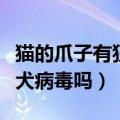 猫的爪子有狂犬病毒吗后发烧（猫的爪子有狂犬病毒吗）