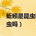 蚯蚓是昆虫吗?是益虫还是害虫呢（蚯蚓是昆虫吗）