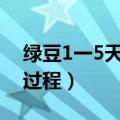 绿豆1一5天的生长日记带图文（绿豆的生长过程）