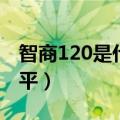 智商120是什么水平占比（智商120是什么水平）