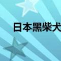 日本黑柴犬多少钱一只（日本柴犬价格）