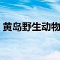 黄岛野生动物园游玩攻略（黄岛野生动物园）