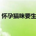 怀孕猫咪要生的征兆（怀孕猫咪生孩子前兆）