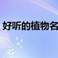 好听的植物名字冷门男生（好听的植物名字）
