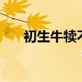 初生牛犊不怕虎的近义词（初生牛犊）
