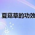 夏菇草的功效与作用的功能（夏菇草的功效）