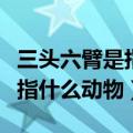 三头六臂是指什么动物什么生肖（三头六臂是指什么动物）