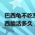 巴西龟不吃东西也不动怎么办（巴西龟不吃东西能活多久）