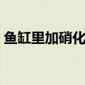 鱼缸里加硝化细菌的作用（硝化细菌的作用）