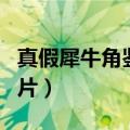 真假犀牛角鉴别图片视频（真假犀牛角鉴别图片）
