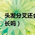 头发分叉还会长吗?长得快吗?（头发分叉还会长吗）