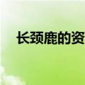 长颈鹿的资料简介50字（长颈鹿的资料）
