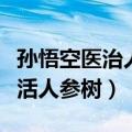 孙悟空医治人参树去了哪三个道（孙悟空为医活人参树）
