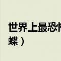 世界上最恐怖的蝴蝶画法（世界上最恐怖的蝴蝶）