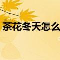 茶花冬天怎么养正确方法（茶花冬天怎么养）
