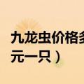 九龙虫价格多少元一只图片（九龙虫价格多少元一只）