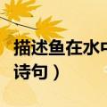 描述鱼在水中游动的古诗（鱼在水中游的情景诗句）