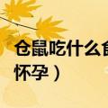 仓鼠吃什么食物会怀孕呢（仓鼠吃什么食物会怀孕）