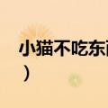 小猫不吃东西怎么办?（小猫不吃东西怎么办）