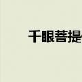 千眼菩提价格 价值（千眼菩提价格）