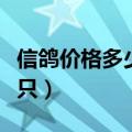 信鸽价格多少钱一只鸽子（信鸽价格多少钱一只）