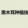 黑木耳种植技术菌种培育方法（黑木耳种植）