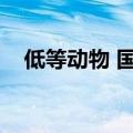 低等动物 国语歌词（低等动物国语歌词）
