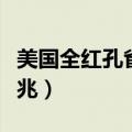 美国全红孔雀鱼生小鱼前兆（孔雀鱼生小鱼前兆）