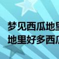 梦见西瓜地里好多西瓜还摘了一个（梦见西瓜地里好多西瓜）