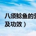 八须鲶鱼的营养价值及功效（鲶鱼的营养价值及功效）
