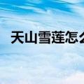 天山雪莲怎么吃有营养（天山雪莲怎么吃）