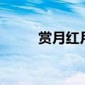 赏月红月克制阿基拉（赏月红月）