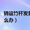 转运竹杆发黄是怎么回事（转运竹杆发黄了怎么办）