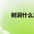 树洞什么意思?（树洞是什么意思啊）