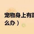 宠物身上有跳蚤该怎么办（宠物身上有跳蚤怎么办）