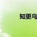 知更鸟的寓意及象征（知更鸟）