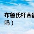 布鲁氏杆菌能存活多久（布鲁氏杆菌病会死人吗）
