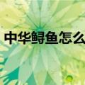 中华鲟鱼怎么杀视频教程（中华鲟鱼怎么杀）
