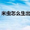 米虫怎么生出来的（米虫吃了对人有危害吗）