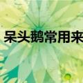 呆头鹅常用来形容什么（呆头鹅是什么意思）