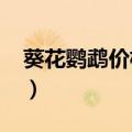 葵花鹦鹉价格表一览表2024（葵花鹦鹉价格）