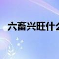 六畜兴旺什么生肖动物（六畜兴旺对什么）
