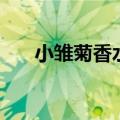 小雏菊香水价位（小雏菊香水专柜价）