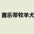 喜乐蒂牧羊犬的优点和缺点（喜乐蒂牧羊犬）